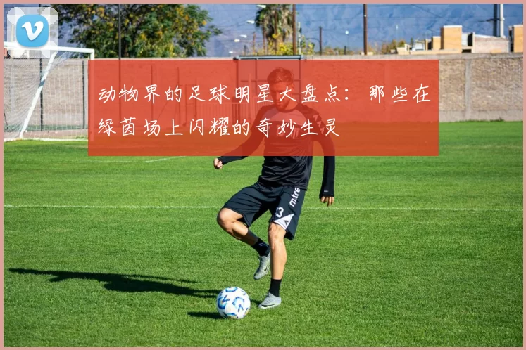 动物界的足球明星大盘点：那些在绿茵场上闪耀的奇妙生灵
